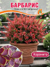 Барбарис Коронита (Тунберга) Барбарис Коронита (Тунберга)