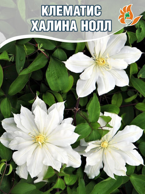 Клематис Халина Нолл (крупноцветковый) саженцы 