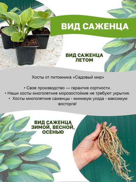 Хоста Гуакамоле (гибридная)