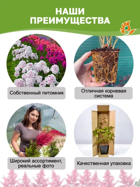 Астильба Гиацинт (Арендса)
