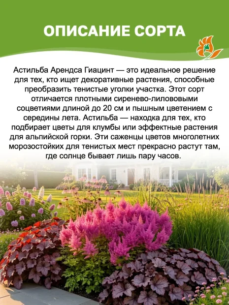 Астильба Гиацинт (Арендса)