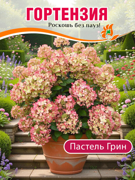 Гортензия Пастель Грин (метельчатая)  саженцы 