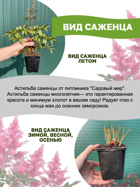 Астильба Пурпуркерцэ (китайская)  