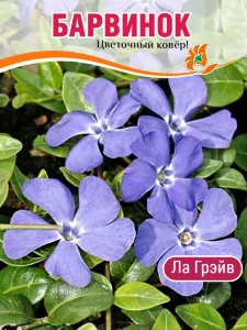 Барвинок Ла Грейв (малый) Барвинок Ла Грейв (малый)