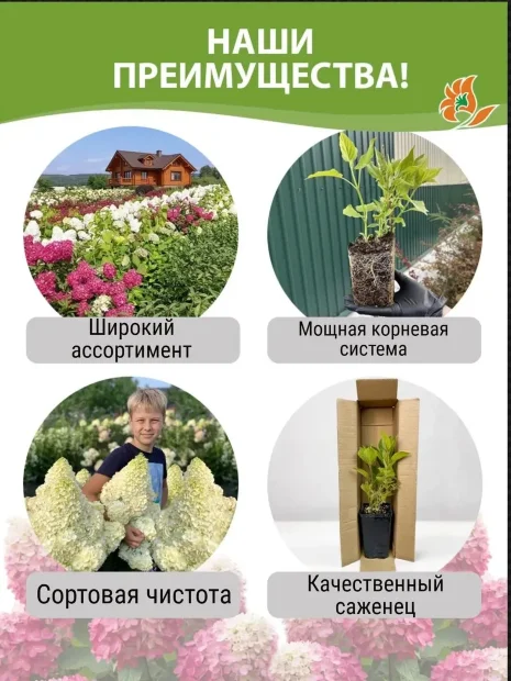 Гортензия Мохито (метельчатая)  саженцы 