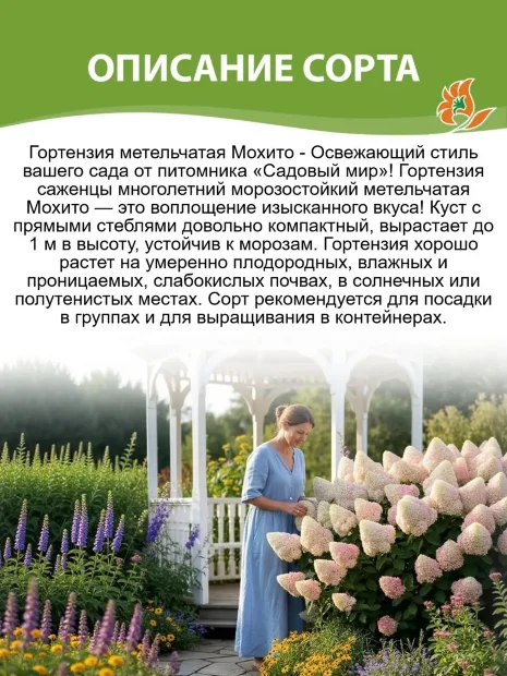 Гортензия Мохито (метельчатая)  саженцы 