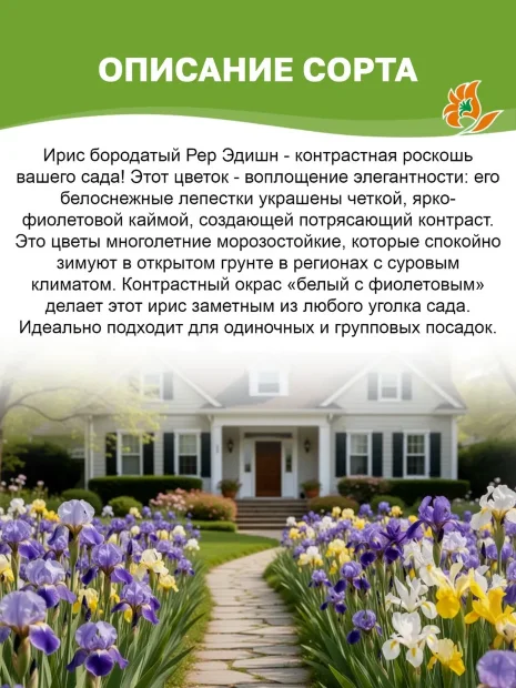 Ирис Рер Эдишн (бородатый)