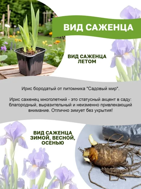 Ирис Рер Эдишн (бородатый)
