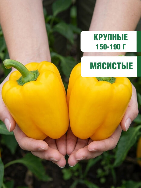 Перец сладкий Золотое Чудо семена 