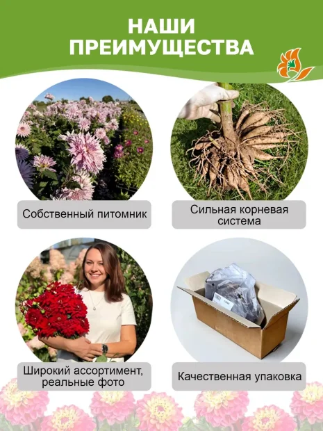 Георгин Радегаст (крупноцветковый) 