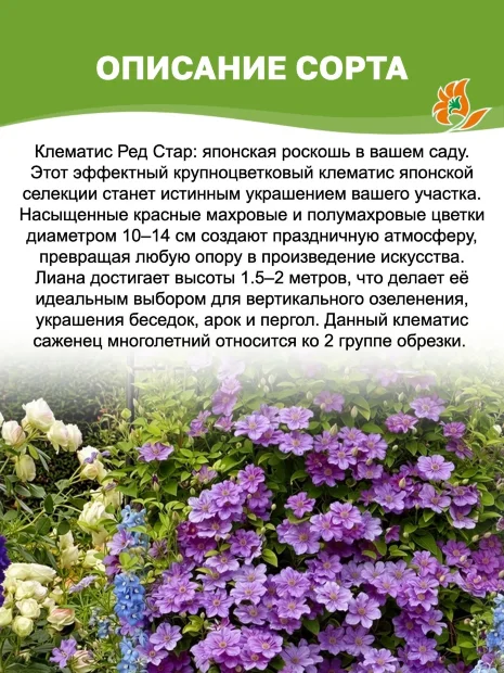 Клематис Ред Стар (крупноцветковый) саженцы 
