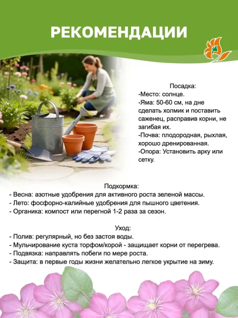 Клематис Ред Стар (крупноцветковый) саженцы 