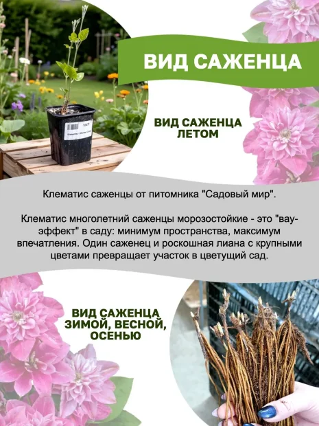 Клематис Ред Стар (крупноцветковый) саженцы 