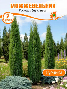 Можжевельник обыкновенный Суецика Можжевельник обыкновенный Суецика