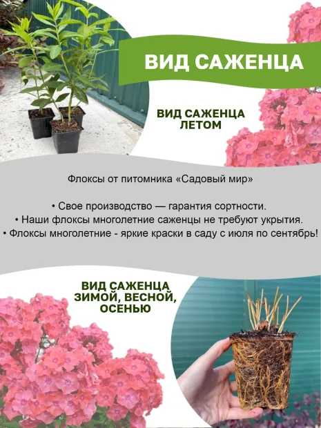 Флокс Герман