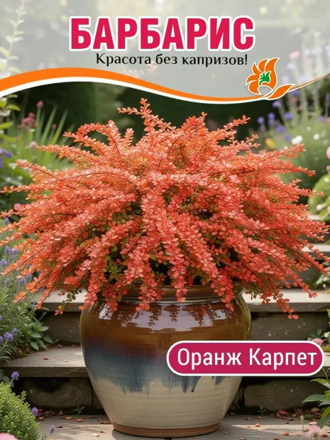 Барбарис Оранж Карпет (Тунберга) саженцы 