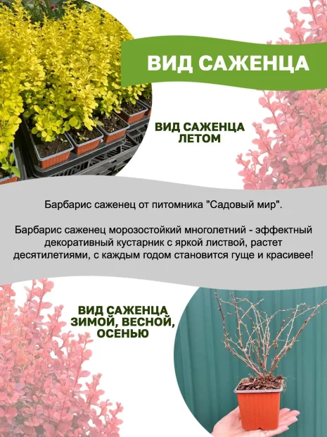 Барбарис Оранж Карпет (Тунберга) саженцы 