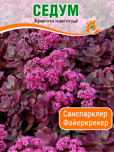 Седум Санспарклер Файеркрекер Седум Санспарклер Файеркрекер
