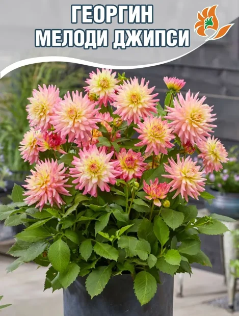Георгин Мелоди Джипси (низкорослый)