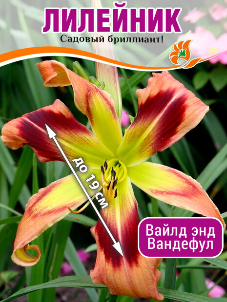 Лилейник Вайлд энд Вандефул