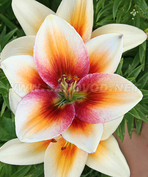 сорт Тинос